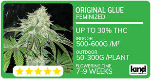 Cannabis Seeds USA A Comprehensive Guide to Quality and Varieties Cannabis Seeds USA A Comprehensive Guide to Quality and Varieties