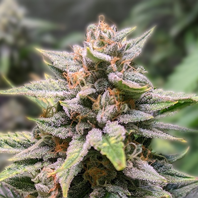 Cannabis Seeds USA A Comprehensive Guide to Quality and Varieties Cannabis Seeds USA A Comprehensive Guide to Quality and Varieties