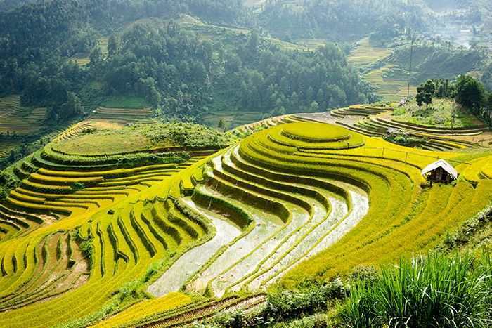 Sapa