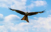 peregrine-falcon-on-the-blue-sky